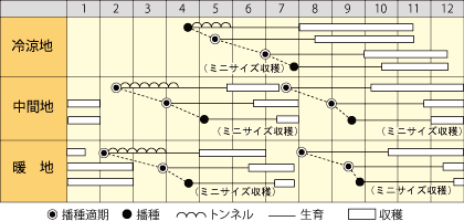 ニンジン　サラダ人参（本年品切）