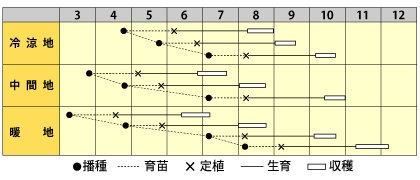 キャベツ　YR楽匠（らくしょう）