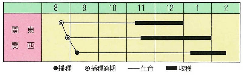 ハクサイ　力（ちから）