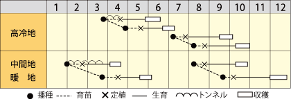 ハクサイ　サラダ白菜
