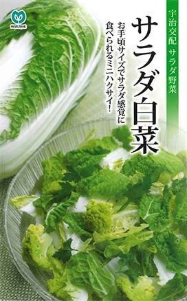 ハクサイ　サラダ白菜