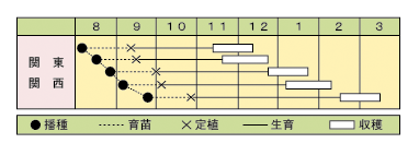 ブロッコリー　ビッグトップ
