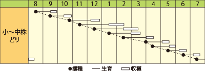 ミズナ　早生千筋京水菜