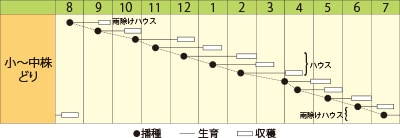 ミズナ　サラダ水菜