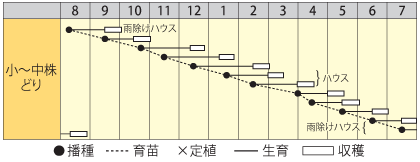 ミブナ　京なじみ