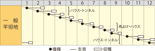 こまつ菜ページ 日常の一般野菜 小松菜 こまつ菜 1袋 : 食品のネットスーパー