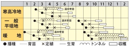 レタス　ステップ