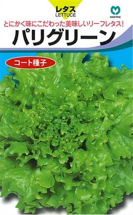 レタス　パリグリーン