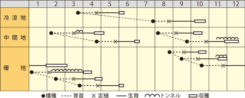 レタス　パリレッド