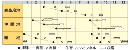 ミニレタス　レッドレネット