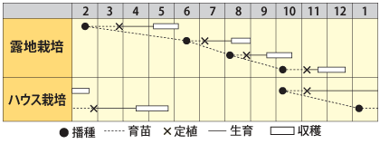 レタス　オークリーフ