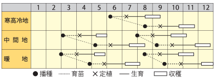 コールラビ　フランレッド
