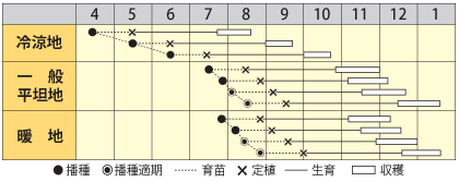 カリフラワー　連峰（れんほう）