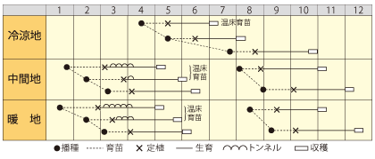 トレビス　ジュリエッタ