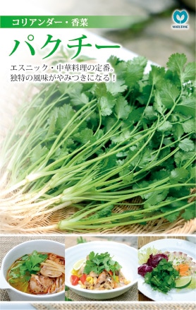 パクチー（コリアンダー・香菜）
