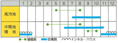 パクチー（コリアンダー・香菜）
