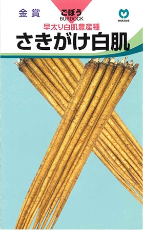 ゴボウ　さきがけ白肌