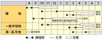 実エンドウ　グリーンパワー