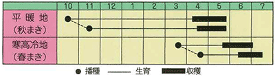 莢エンドウ　三十日絹莢