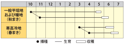 莢エンドウ　笹みどり