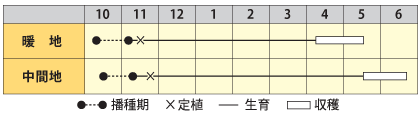 ソラマメ 城陽長莢