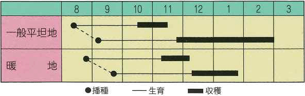 ダイコン　新大丸聖護院