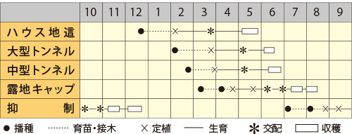 小玉スイカ　春の姫まくら