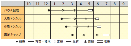 小玉スイカ　黄坊（きーぼー）