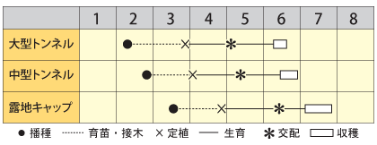 中玉スイカ　新世界（しんせかい）