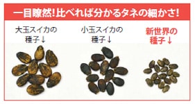 中玉スイカ　新世界（しんせかい）