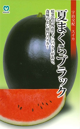 大玉スイカ　夏まくらブラック