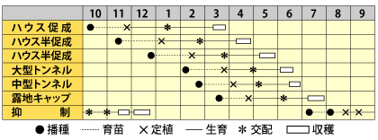 中玉スイカ　夏まくらJr