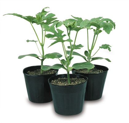 台木用ユウガオ　ダイハード