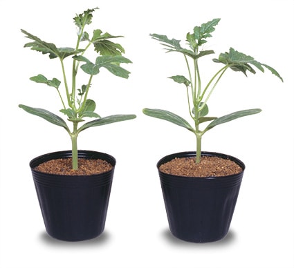 台木用ユウガオ　台力（だいりき）