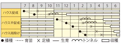 カラーピーマン　パプリ(R)オレンジ