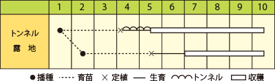 ピーマン　西洋早生ピーマン