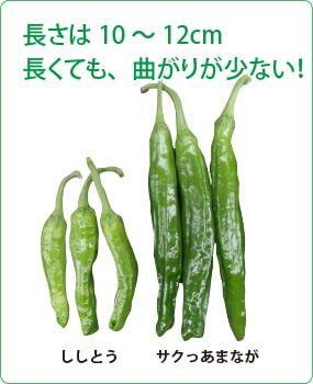 トウガラシ サクっとあまなが