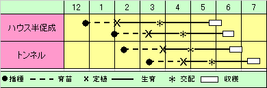メロン ハピネス