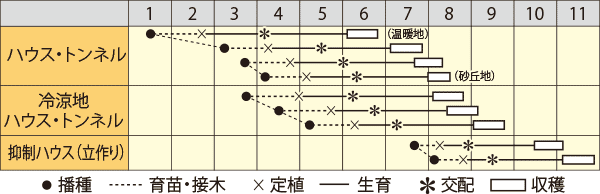 メロン　市場小路レッド