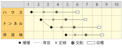 メロン　ヴィオラレッド