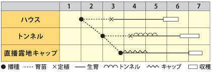 マクワ　金蝶（きんちょう）