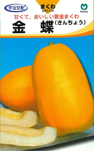 マクワ　金蝶（きんちょう）