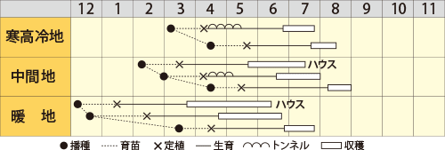 カボチャ　ゆきふく