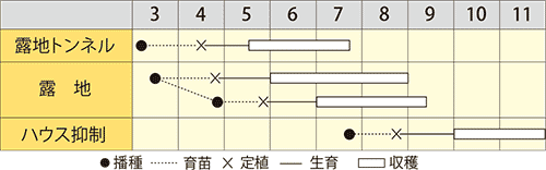 ズッキーニ　黒まんぼう