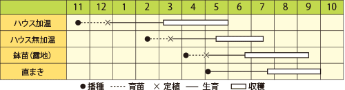 ゴーヤ　ゴーヤチャン（沖縄中長苦瓜）