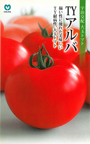 大玉トマト　TYアルバ