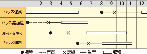 中玉トマト　ワンダーボール50