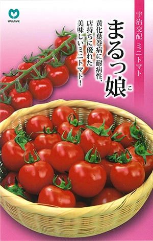 グランドホールセール 食用ほおずき 抜き苗 （オーガニック栽培(農薬・化学 農薬不使用 クラフト・布製品