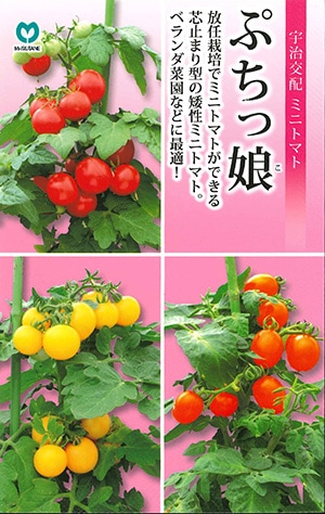 矮性ミニトマト　ぷちっ娘（こ）