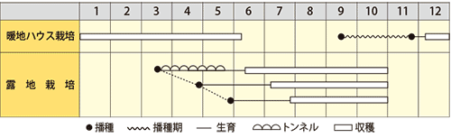 オクラ　ペンタゴン